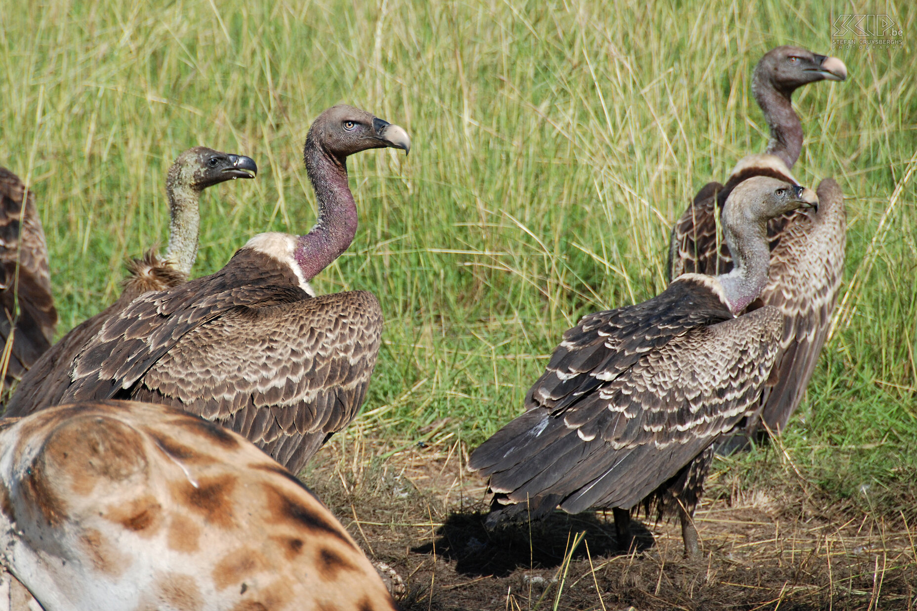 Murchison - Vultures  Stefan Cruysberghs